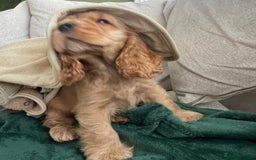 Cocker Spaniel dogs for sale: 🐾 Gorgeous Cocker Spaniel Puppies – Ready  - Image 3