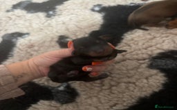 Miniature Dachshund dogs for sale: Dachshund miniature puppies  - Image 4