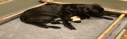 Labrador Retriever dogs for sale: 2 working black labrador puppies KC Registered  in Beaminster - Advert 6