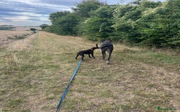Mixed Breed dogs for adoption: Neffy has flown from Cyprus seeking a loving home  - Image 4