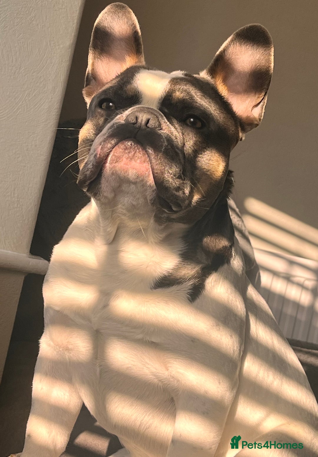 French Bulldog dogs for stud: French bulldog for STUD - Image 4