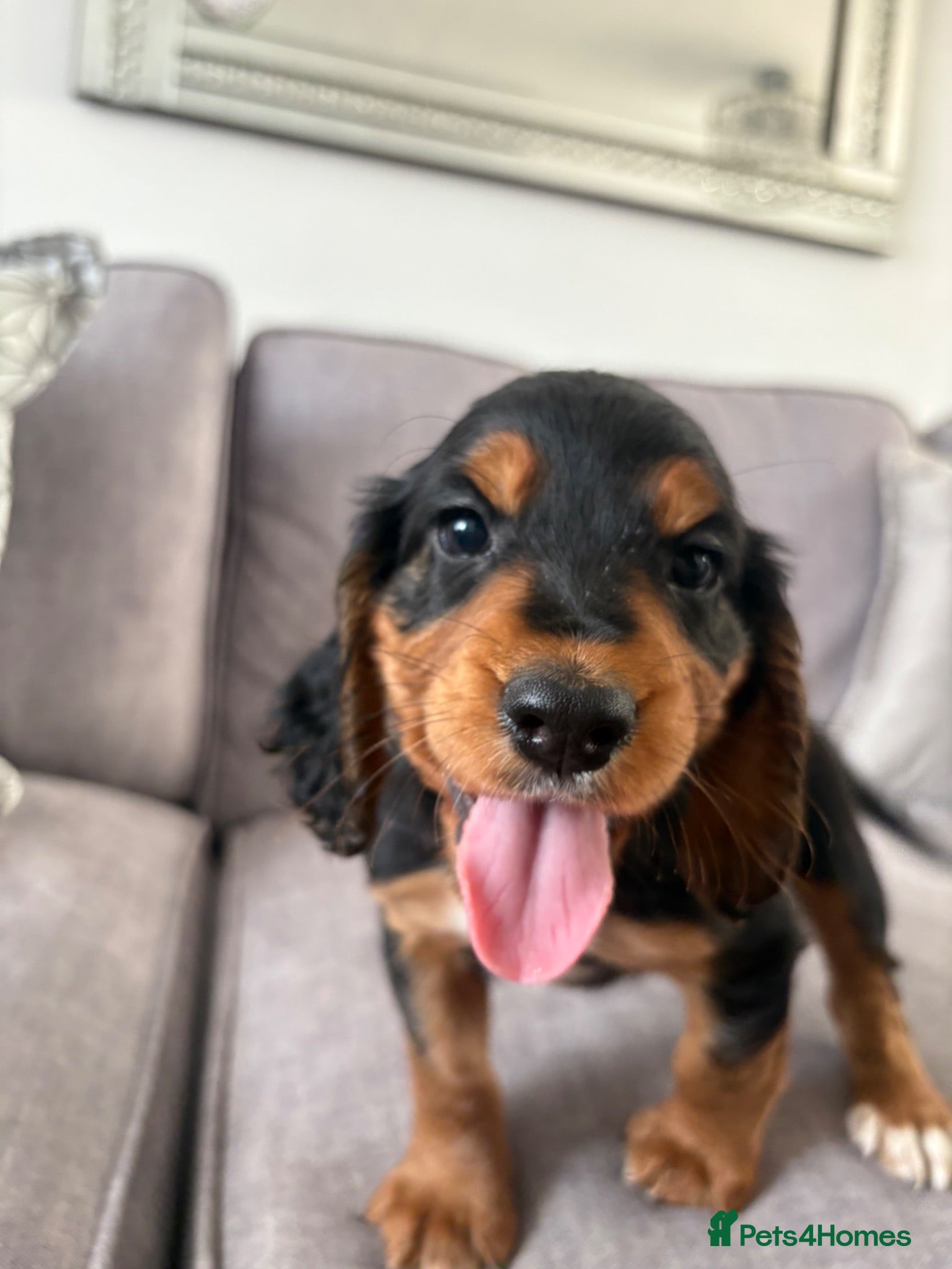 Cocker Spaniel dogs Beautiful tri coloured cocker spaniel pups   - Advert 1