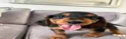 Cocker Spaniel dogs for sale: Beautiful tri coloured cocker spaniel pups   - Advert 7