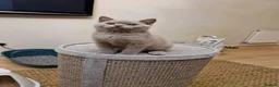 British Shorthair cats for sale: ✨ British Shorthair Kittens - Ready Now✨ - Advert 16