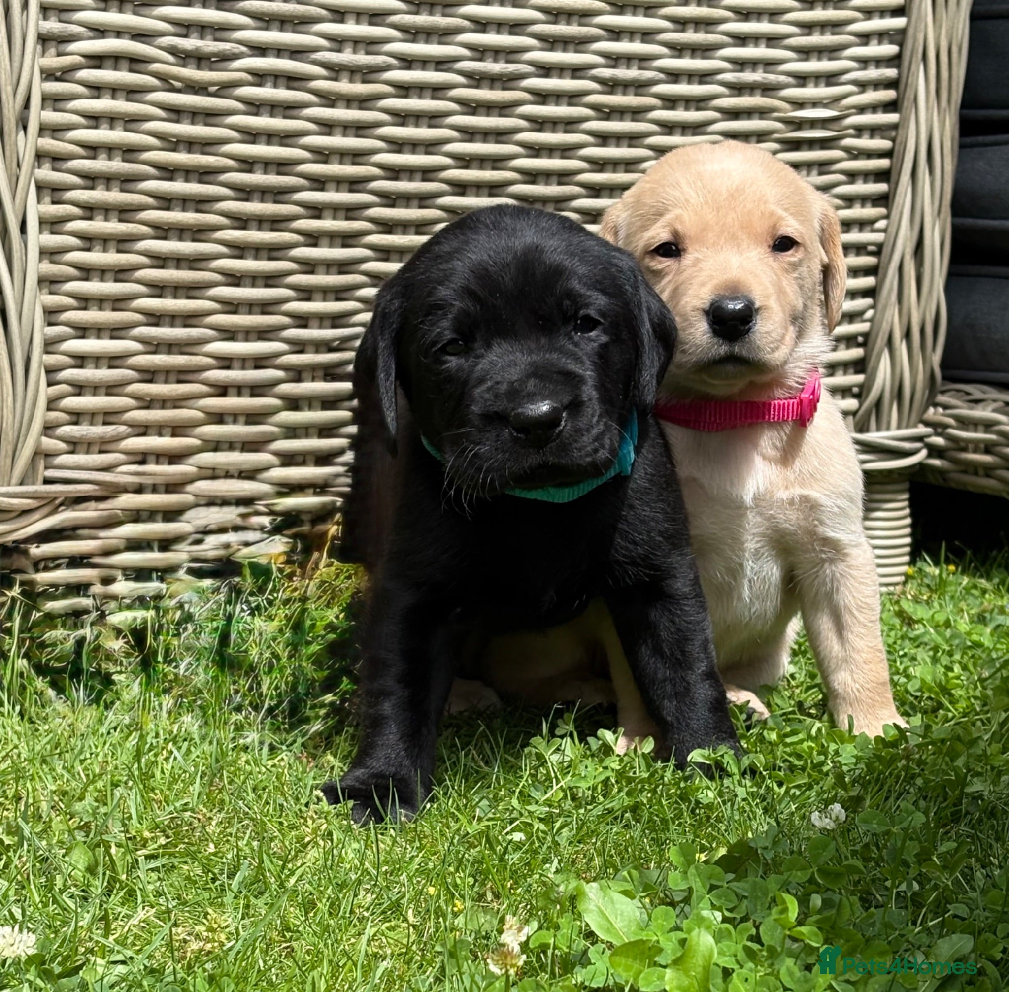 Labrador Retriever dogs Beautiful healthy puppies  - Advert 1