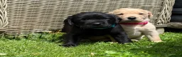 Labrador Retriever dogs for sale: Healthy puppies waiting loved by a new family  in Cheltenham - Advert 6