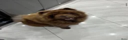 Chow Chow dogs for sale: Beautiful female chow chow's - Advert 5