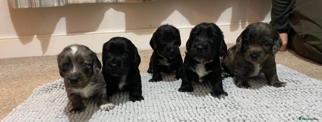 Mixed Breed dogs for sale:  Minature Dachshunds x Spaniel pups  - Advert 1