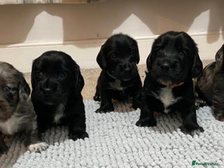 Mixed Breed dogs for sale: Minature Dachshunds x Spaniel pups - Advert 1