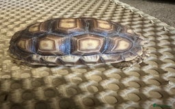 Tortoise reptiles for sale: Baby Sulcata. - Image 2