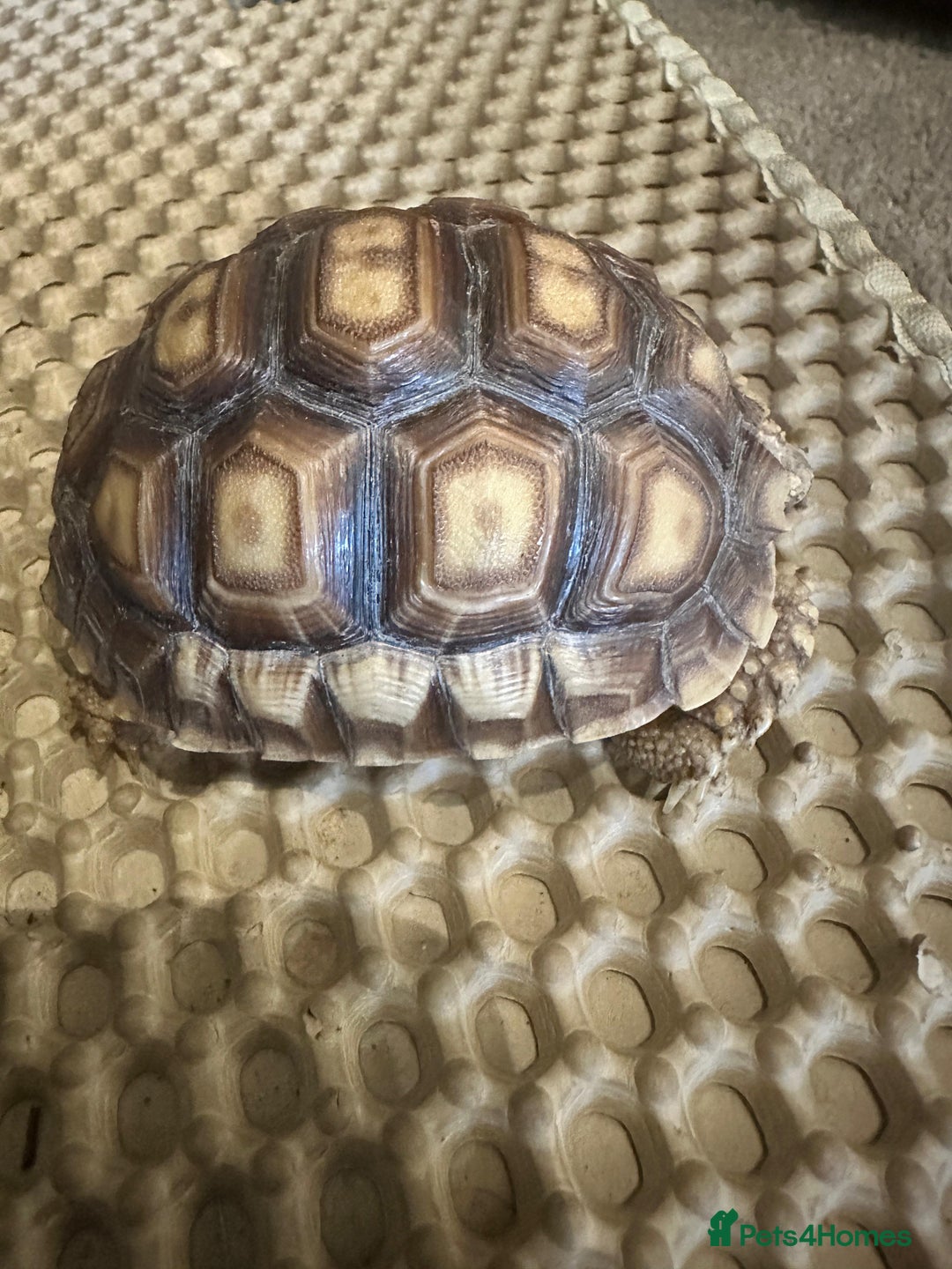 Tortoise reptiles for sale: Baby Sulcata. - Image 2