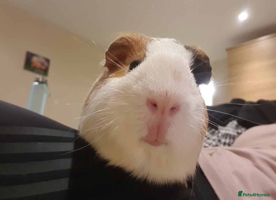 Guinea Pig rodents for sale: Lonely guinea pig boar  - Image 9