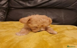 Maltipoo dogs for sale: Maltipoo puppies for sale - Image 22