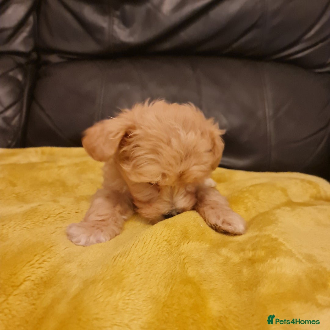 Maltipoo dogs for sale: Maltipoo puppies for sale - Image 22