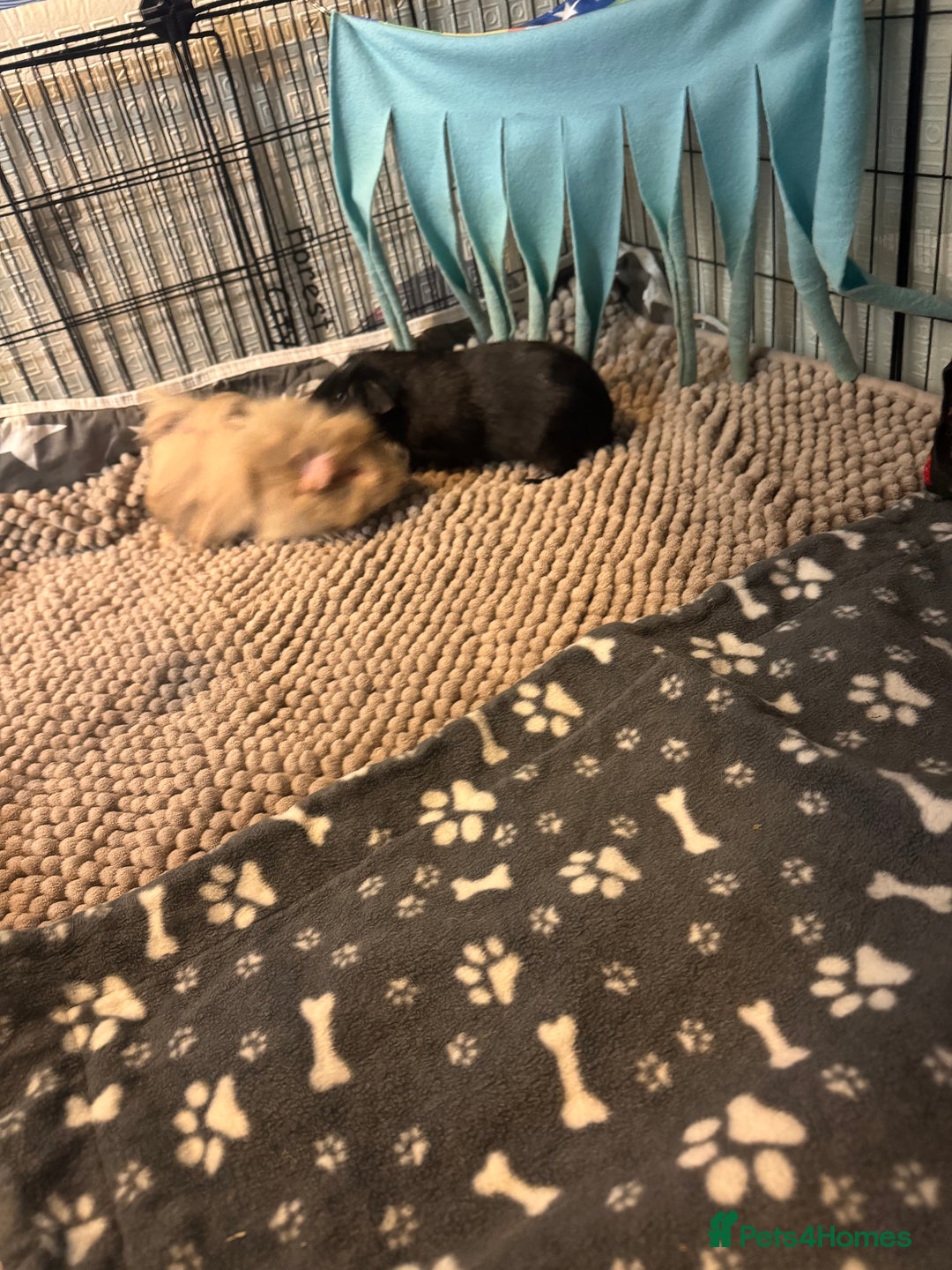 Guinea Pig rodents for sale: 3 male Guniea pigs and set up - Advert 5