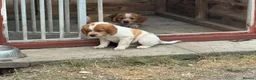 Brittany Spaniel dogs for sale: Brittany Puppies (HPR) in Tadley - Advert 14