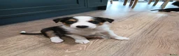 Border Collie dogs for sale: Border collie pups for sale - Advert 7