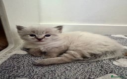 Ragdoll cats for sale: Stunning Blue Lynx & Blue Point Ragdoll Kittens  - Image 2