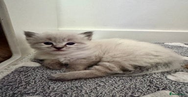 Ragdoll cats - Advert 5