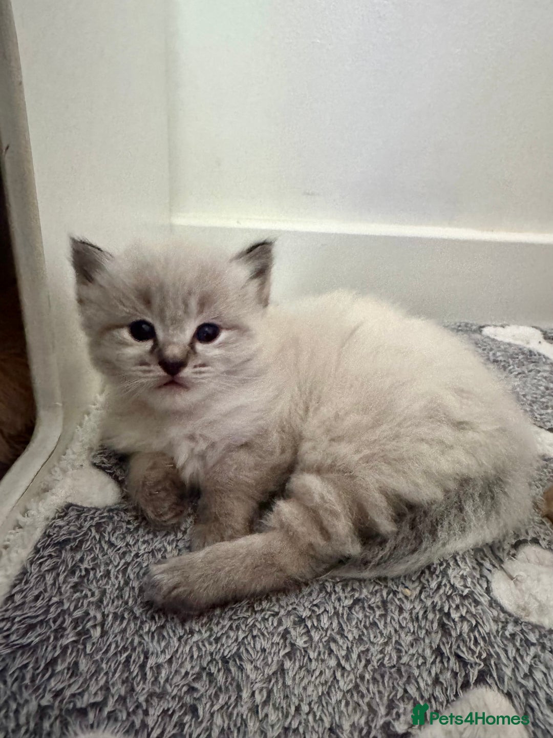Ragdoll cats for sale: Stunning Blue Lynx & Blue Point Ragdoll Kittens  - Image 2