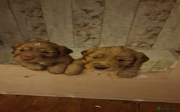 Cocker Spaniel dogs for sale: Cocker spaniel puppies - Image 1