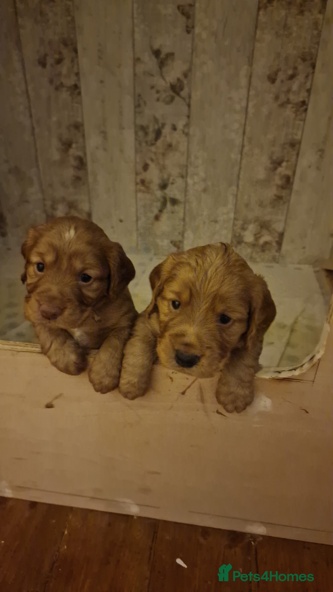 Cocker Spaniel dogs for sale: Cocker spaniel puppies - Image 1