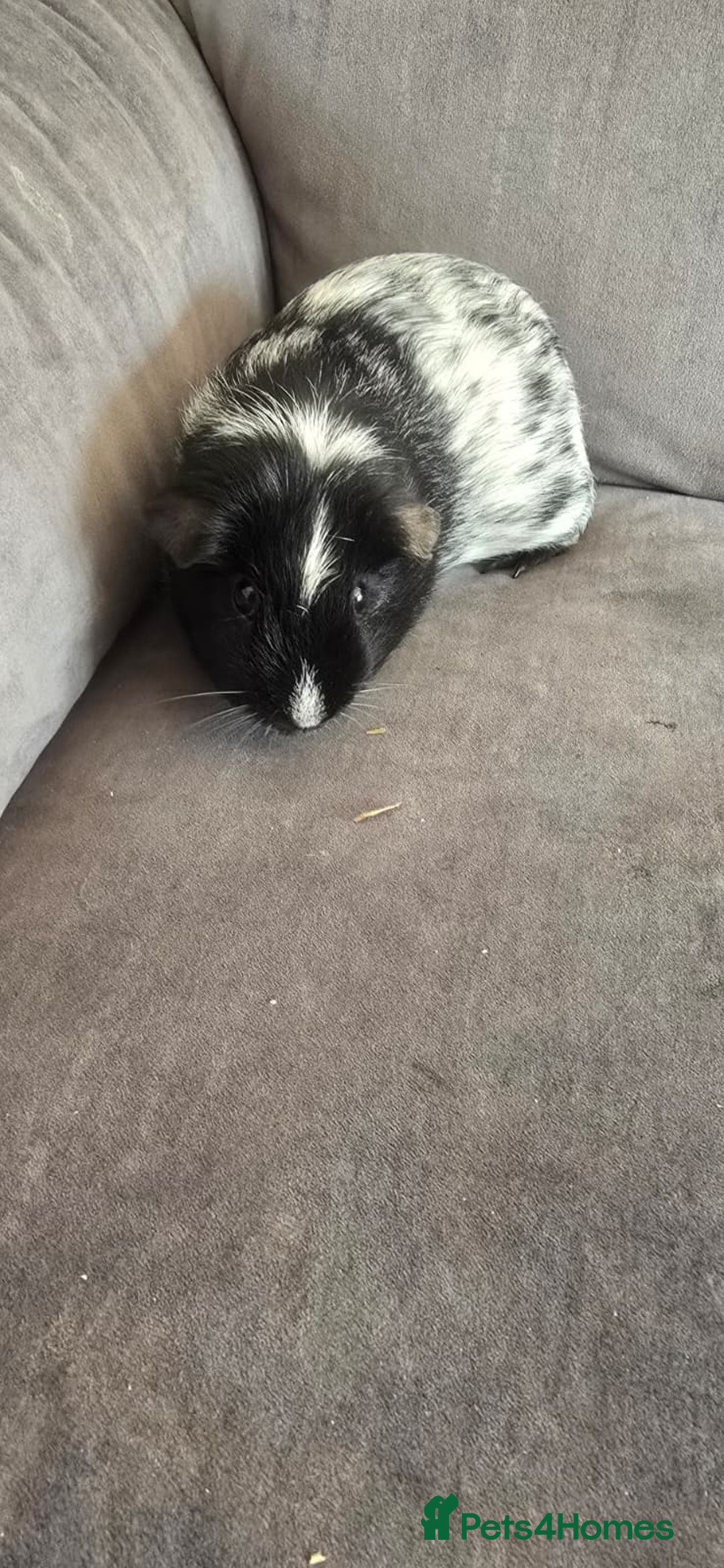 Guinea Pig rodents for sale: GIRLS AND BOYS (SINGLES AND BONDED  - Image 7