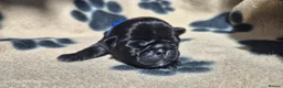 Pug dogs for sale: 3x pug girls 1x pug boy in Southend-on-Sea - Advert 14