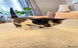 Domestic Shorthair cats for sale: 4 Adorable boys Looking for a Loving Home - Image 13