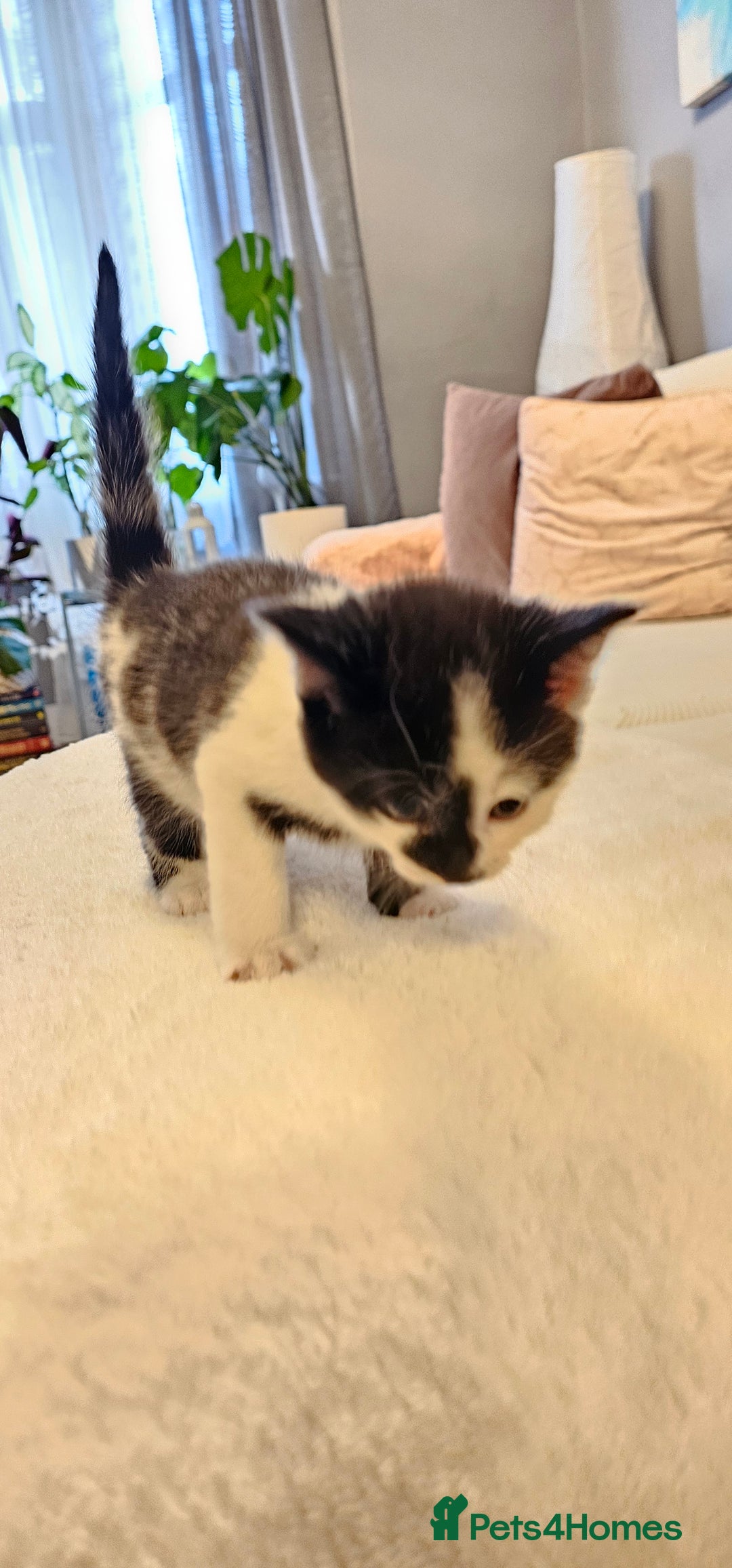 Domestic Shorthair cats for sale: 4 Adorable boys Looking for a Loving Home - Image 13