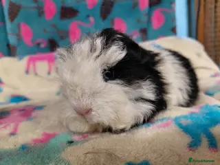 Guinea Pig rodents Baby Longhaired Boars /Merino/Texel/Sheltie - Advert 18