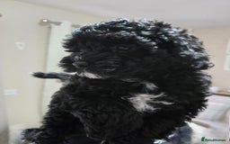 Shihpoo dogs for sale: Toy Poodle x Last Little Girl Ready Now  - Image 7