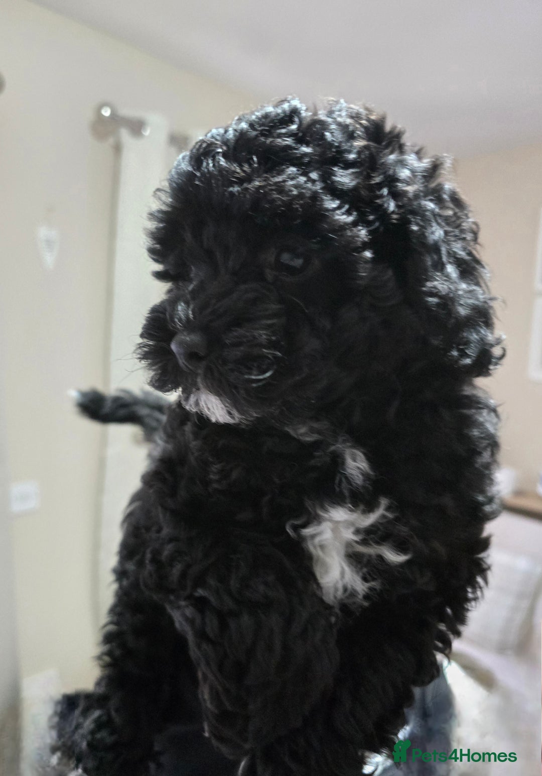 Shihpoo dogs for sale: Toy Poodle x Last Little Girl Ready Now  - Image 7