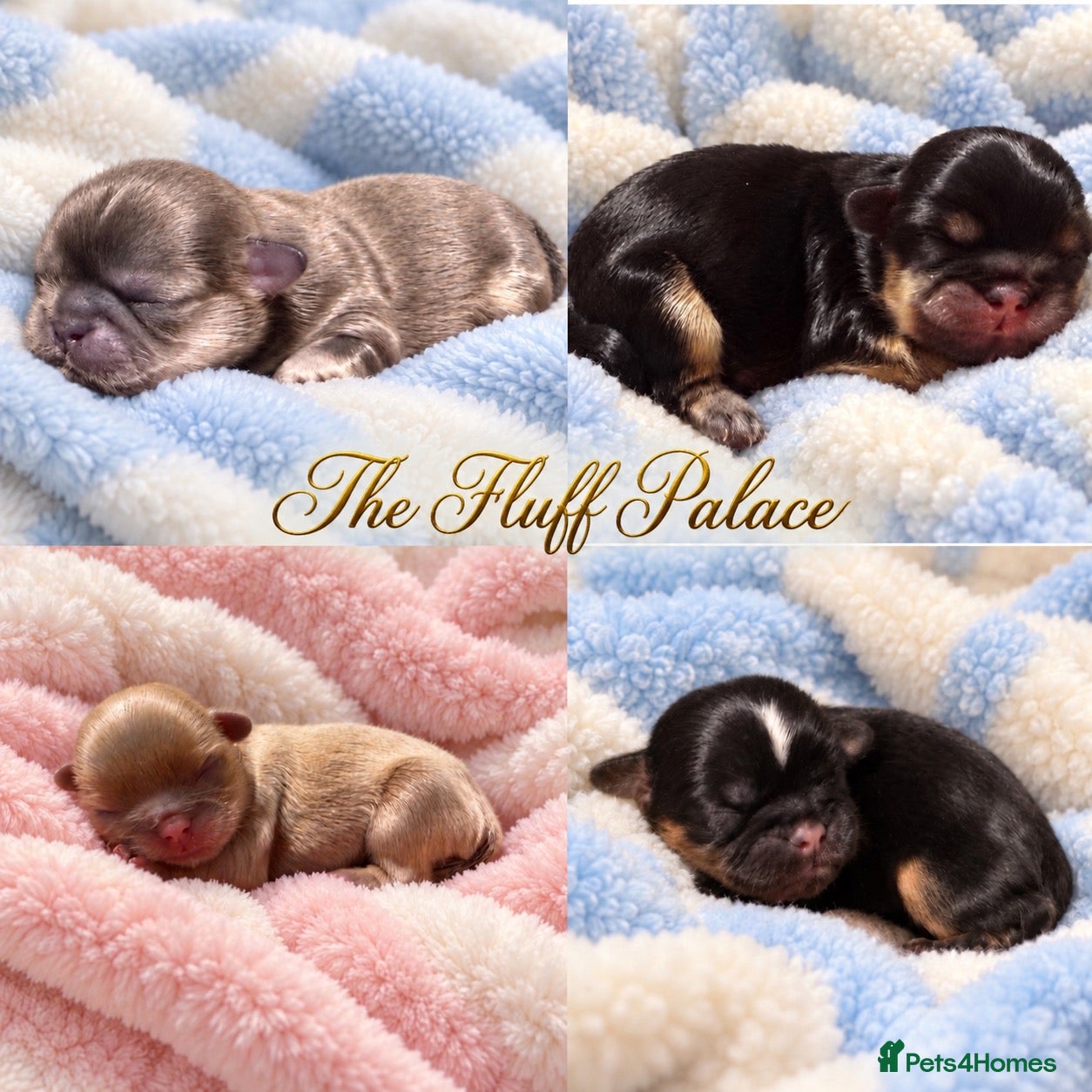 Shih Tzu dogs for sale: Beautiful imperial Shih Tzu Puppies - Advert 1