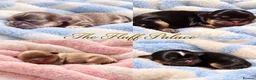 Shih Tzu dogs for sale: Beautiful imperial Shih Tzu Puppies - Advert 1