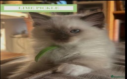 Munchkin cats for sale: Munchkin kittens - Image 12