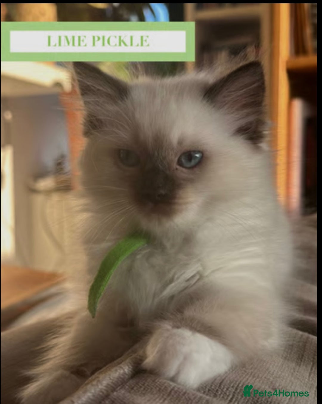 Munchkin cats for sale: Munchkin kittens - Image 12