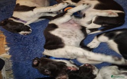 English Springer Spaniel dogs for sale: KC Registered ESS Pups *WELL MARKED* - Image 26