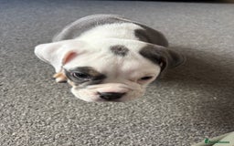 English Bulldog dogs for sale: 8 week old beautiful English Bulldog - Advert 3