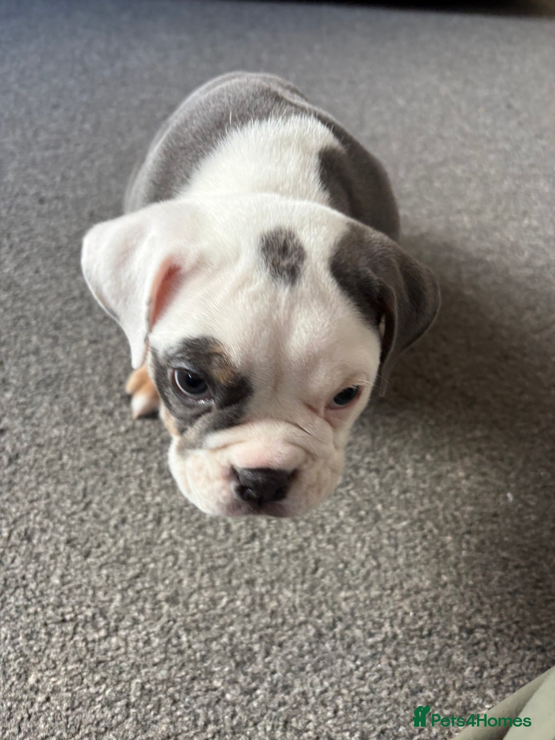 English Bulldog dogs for sale: 8 week old beautiful English Bulldog - Advert 3