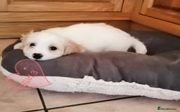 Cavachon dogs for sale: Cavachon Puppies - Image 26