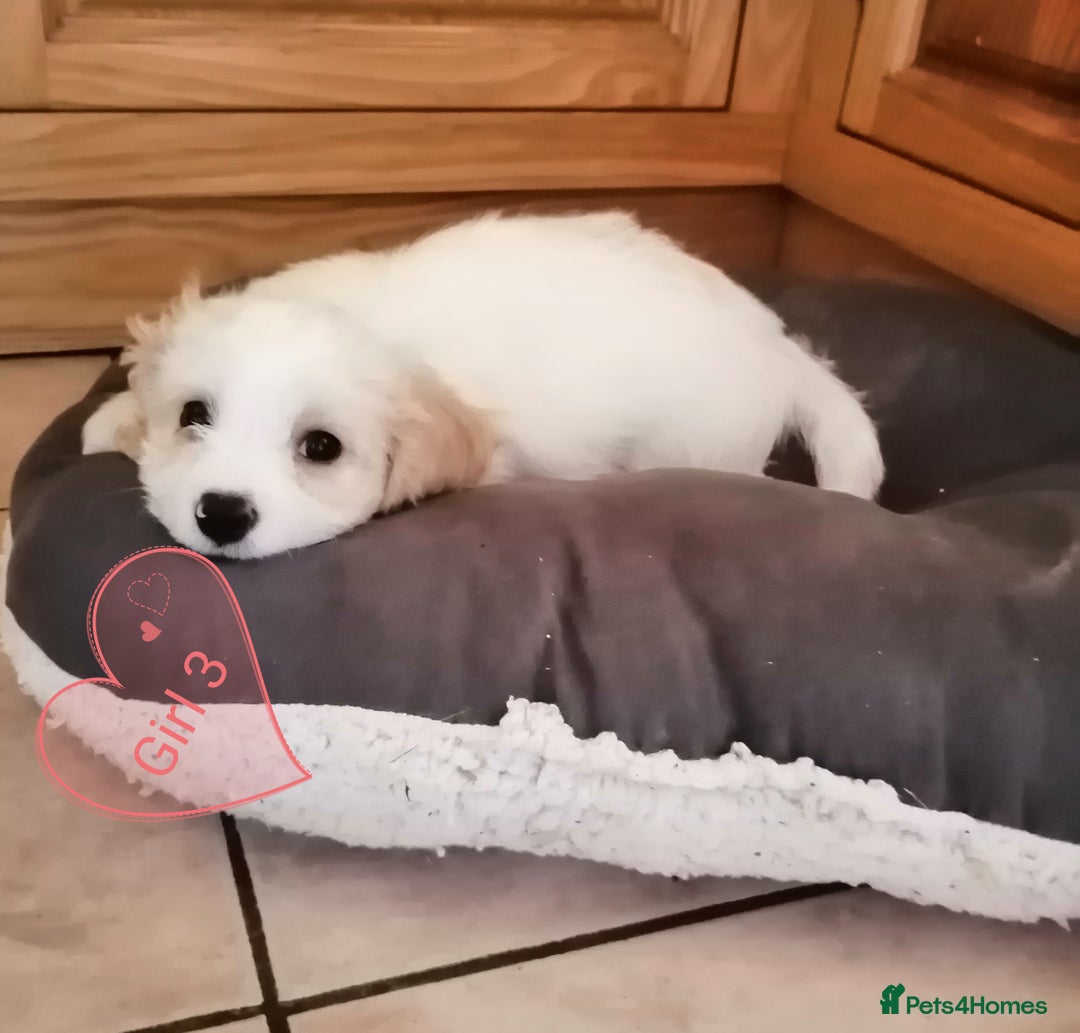 Cavachon dogs for sale: Cavachon Puppies - Image 26