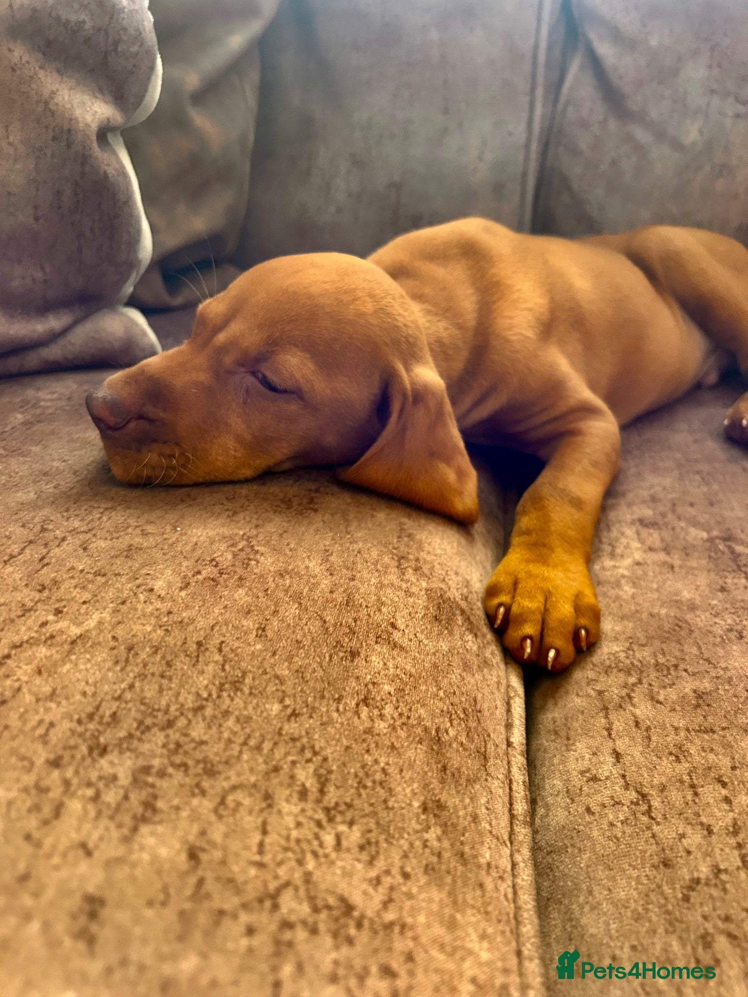 Hungarian Vizsla dogs Hungarian viszla puppies  - Advert 2