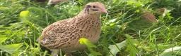 Mixed Breed livestock for sale: Quail  in Driffield - Advert 3