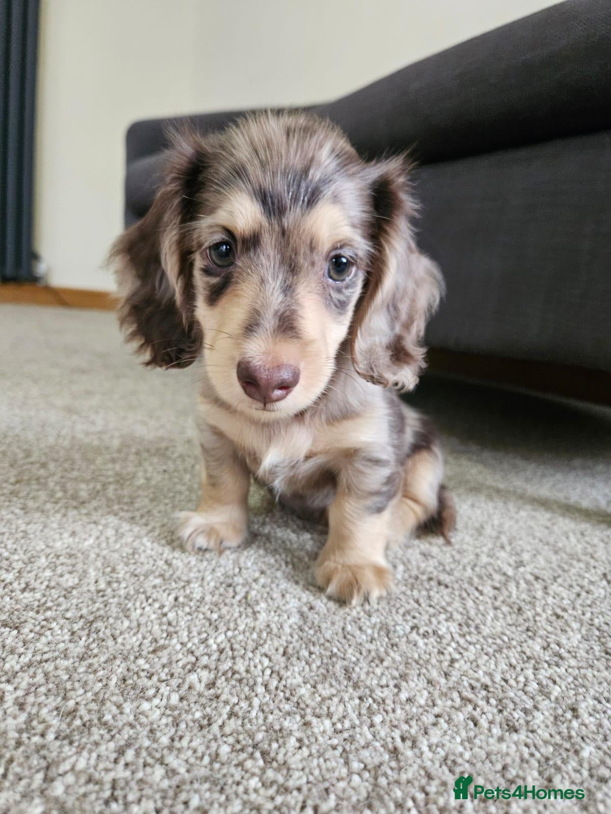 Miniature Dachshund dogs Chocolate&Cream Champion Long hair mini dachshund  - Advert 1