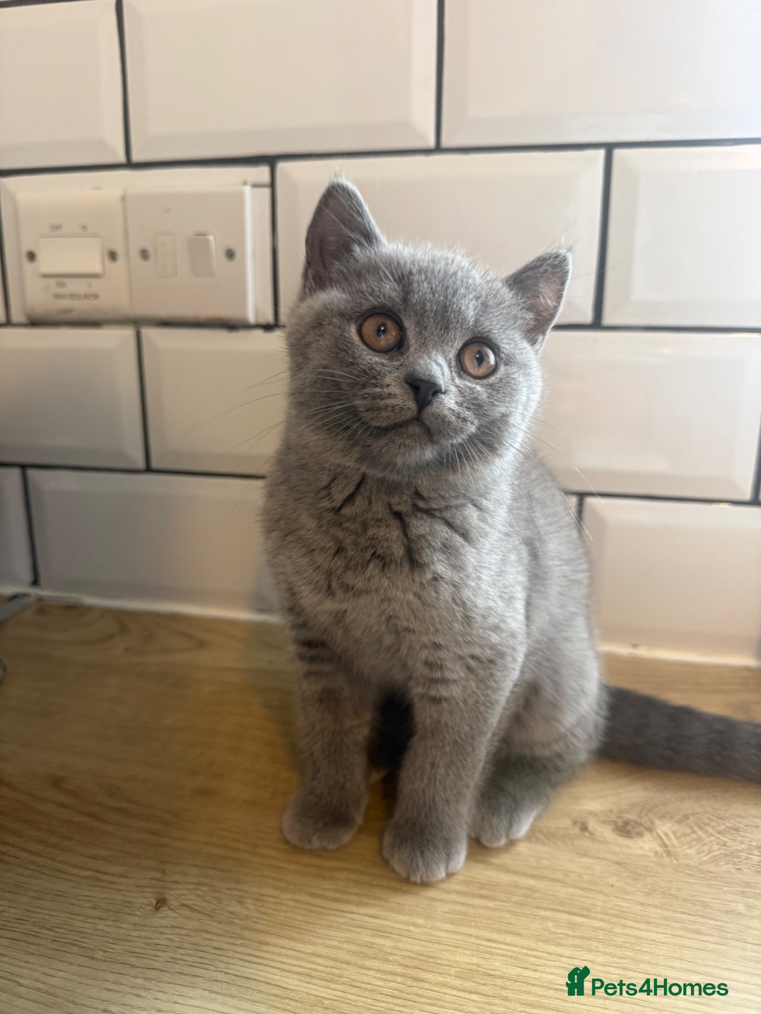 British Shorthair cats **£750** stunning  British shorthair kitten - Advert 1
