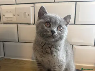 British Shorthair cats **£750** stunning British shorthair kitten - Advert 1