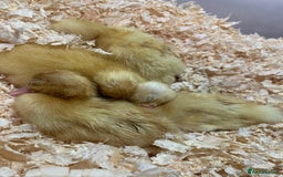 Canaries birds for sale: Pekin ducklings  - Image 11