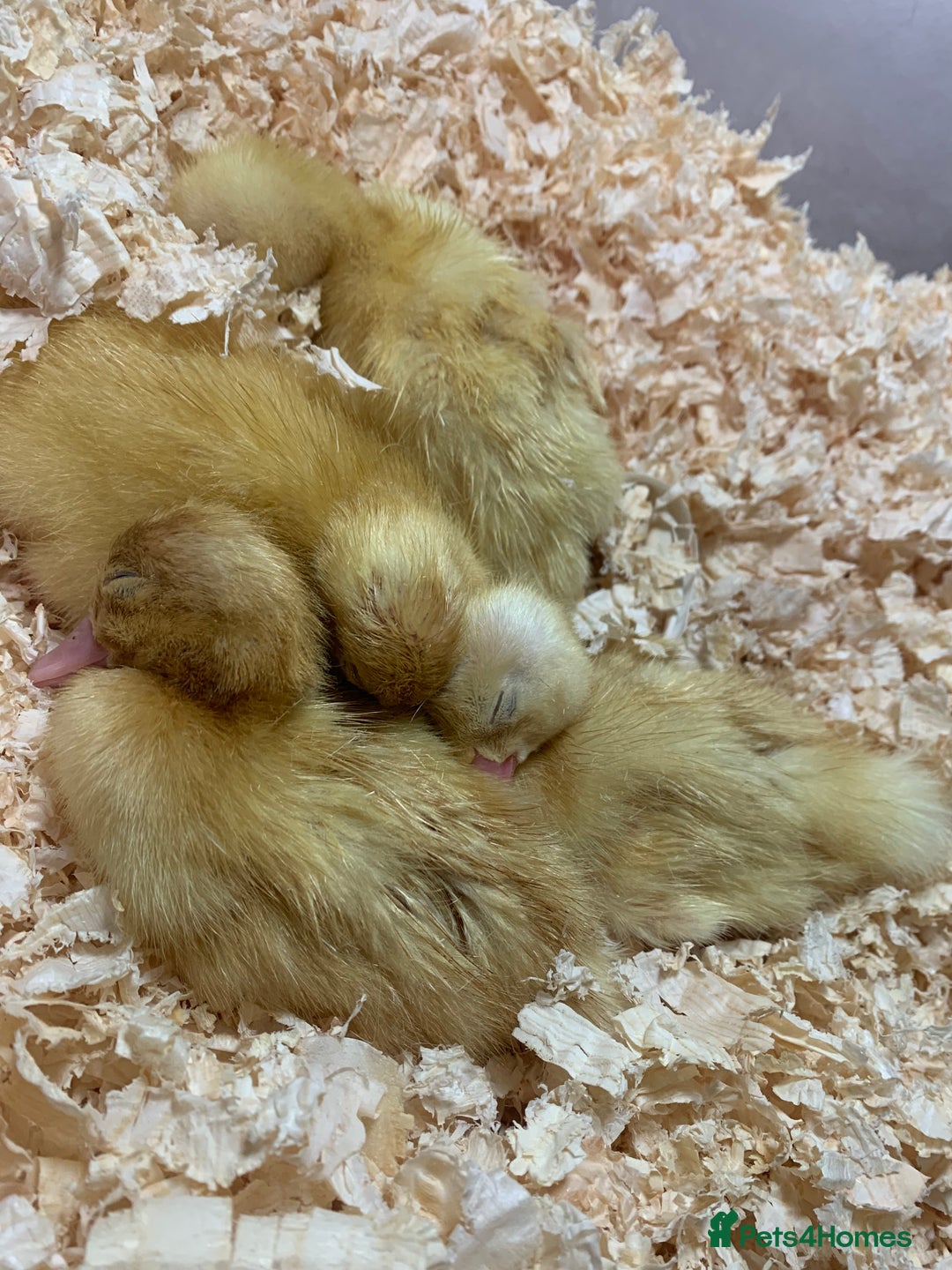 Canaries birds for sale: Pekin ducklings  - Image 11