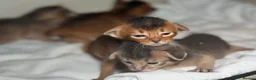 Abyssinian cats for sale:     Gorgeous kittens from champion parents 😽 - Advert 22
